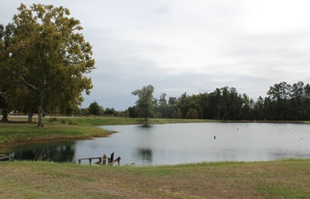 Pond  